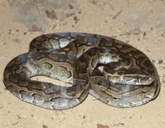 rock python pictures