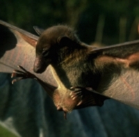 Blue Planet Biomes - Dawn Bat