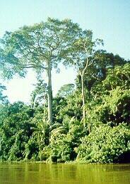 Kapok Tree  Rainforest Alliance